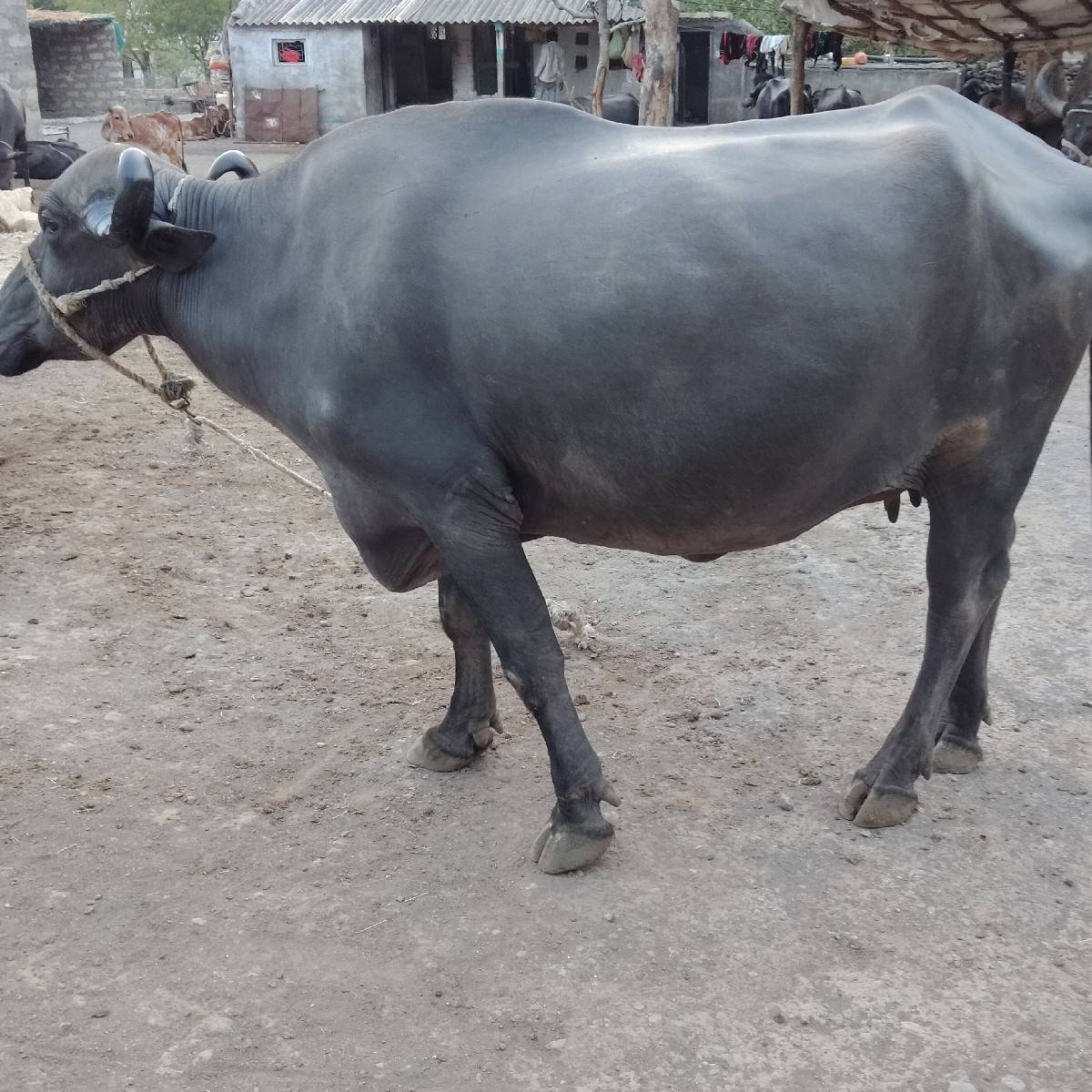 ભેંસ વેચવાની છે
