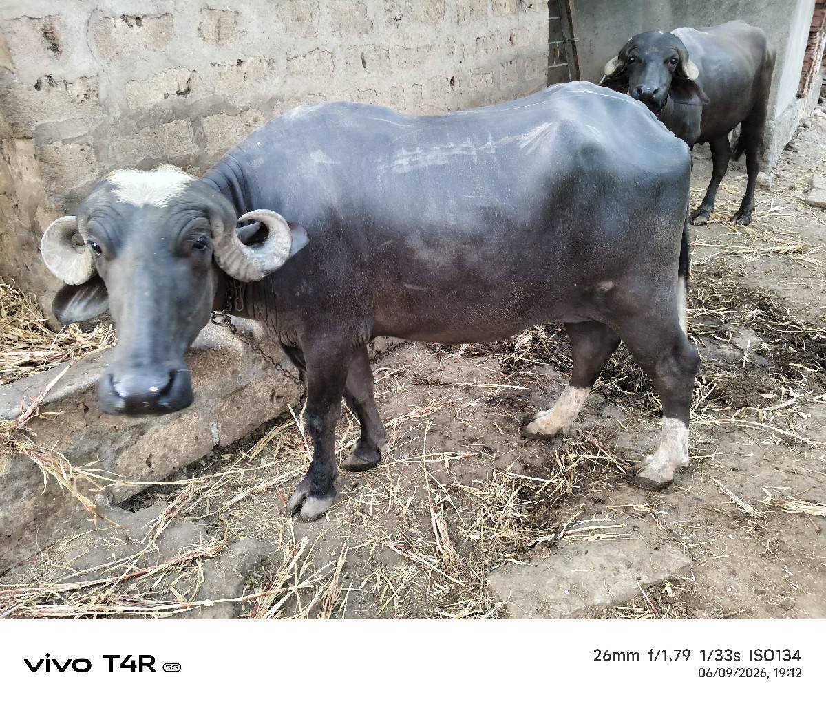 વેચવાની છે