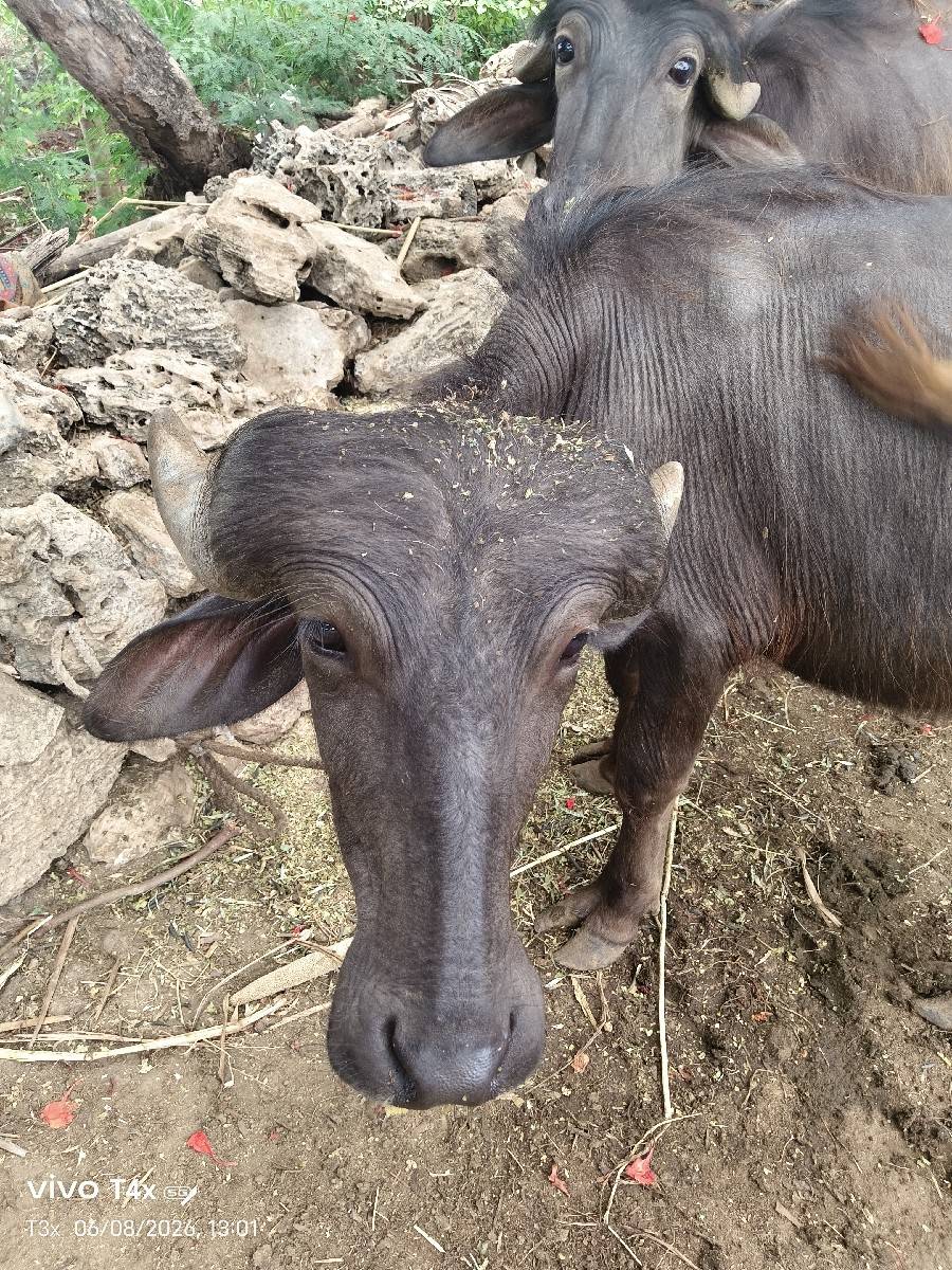 પાડો વેચવાનો છે