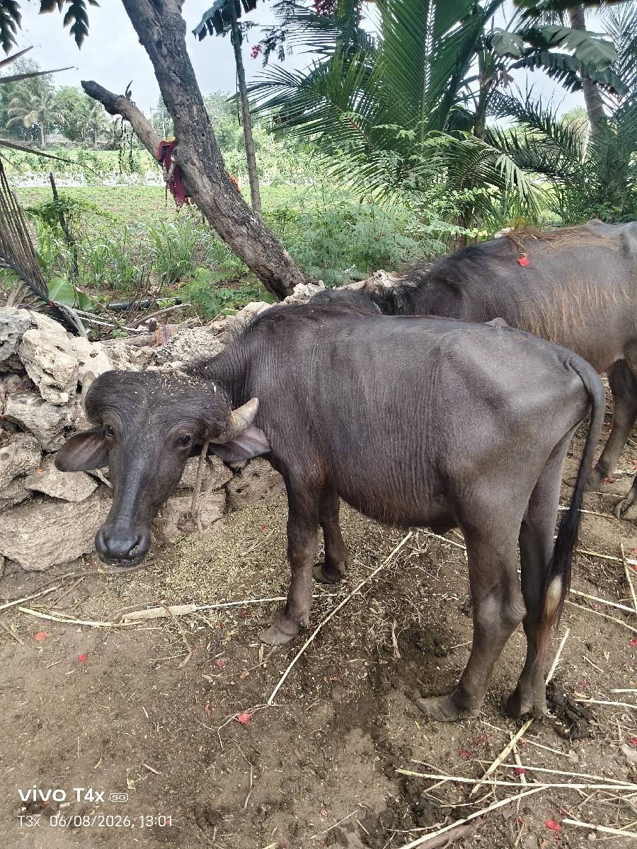 પાડો વેચવાનો છે