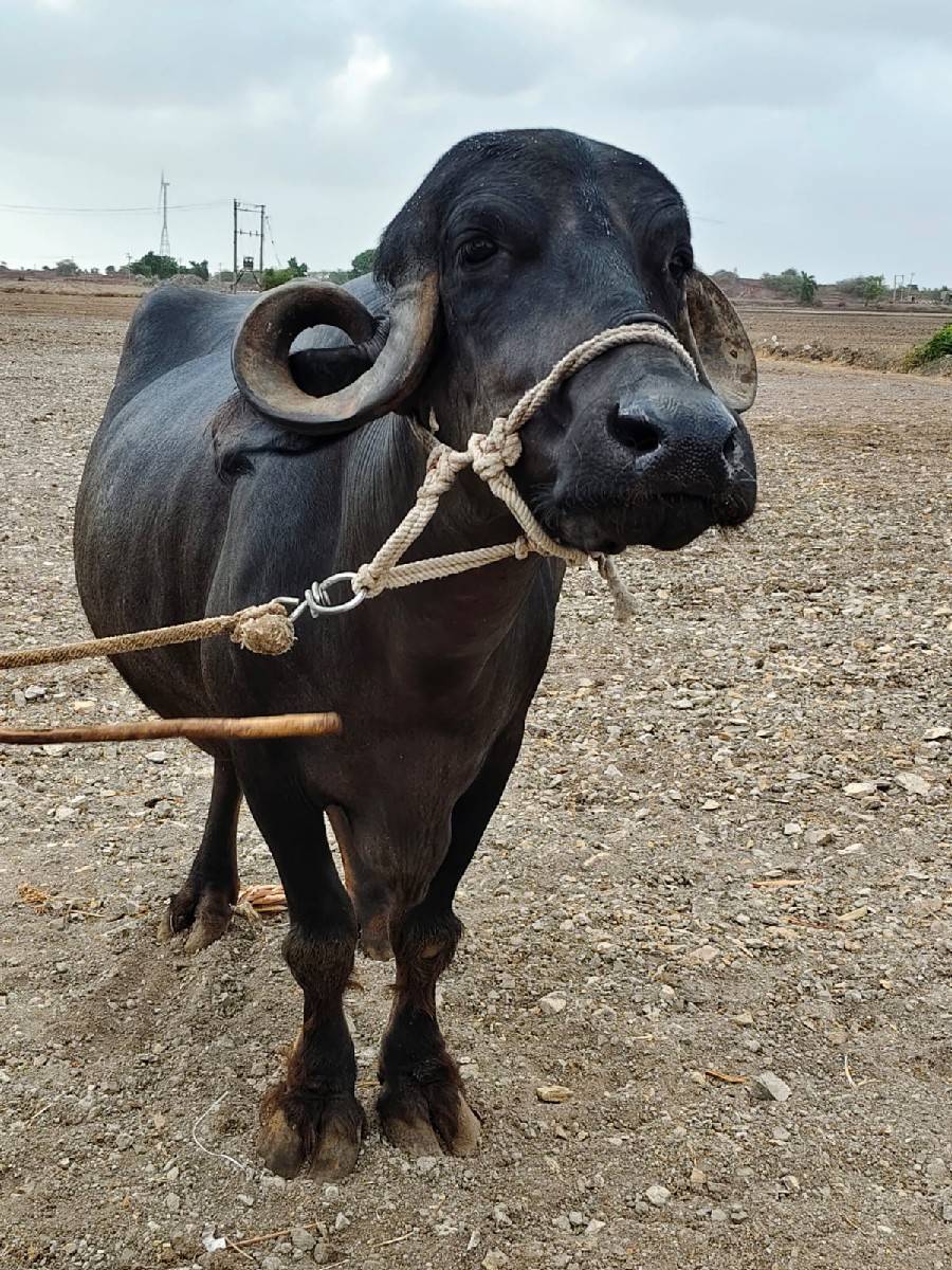 ભેંસ વેચવાની છે