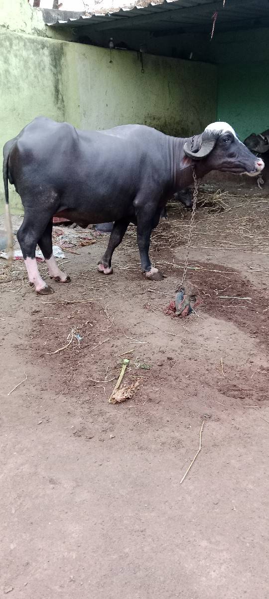 પેલુ વેતર ખડેલી