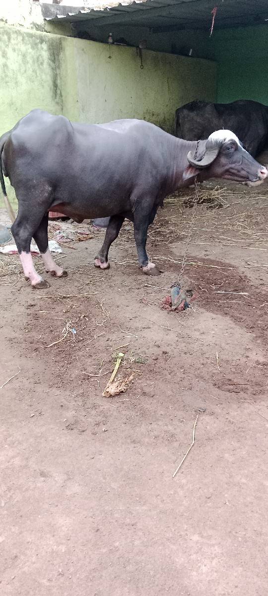 પેલુ વેતર ખડેલી