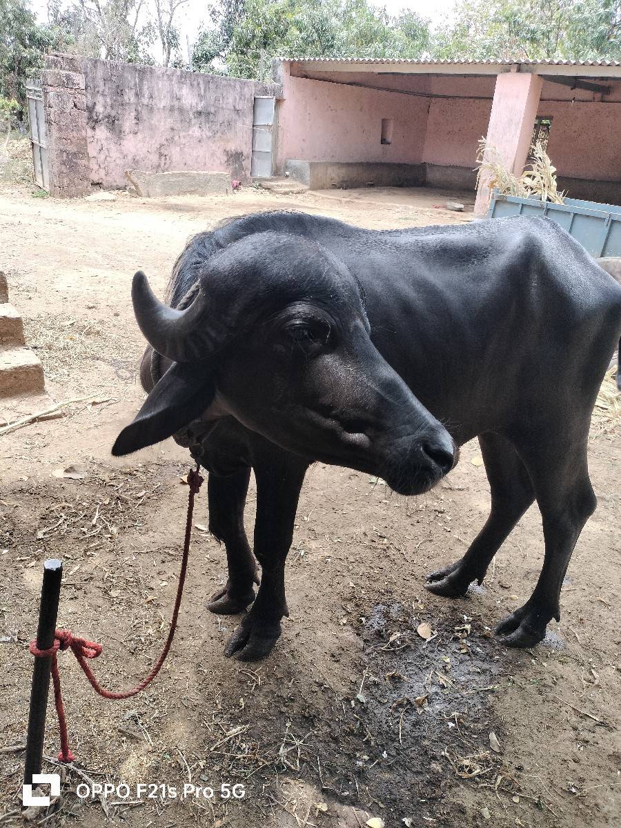 ખડેલું વેચવાનું છે