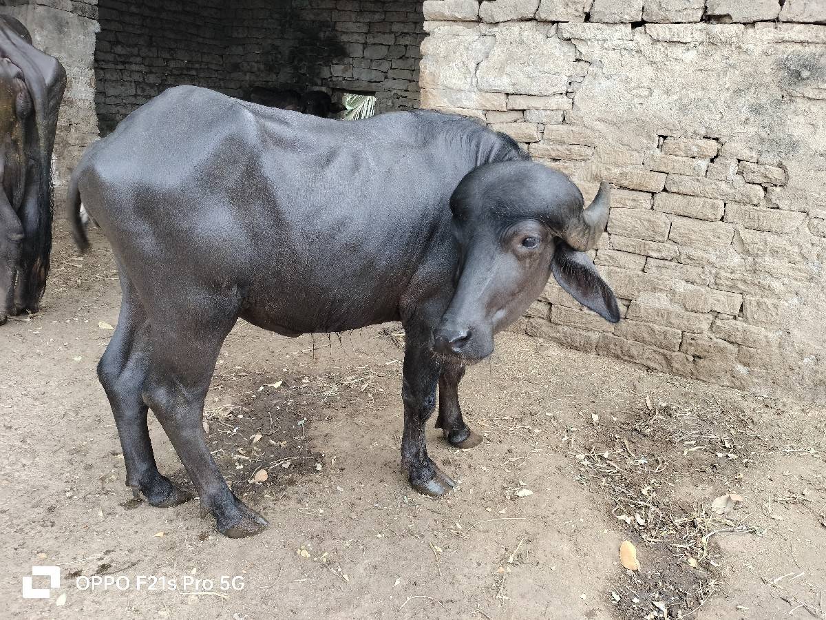 ખડેલું વેચવાનું છે