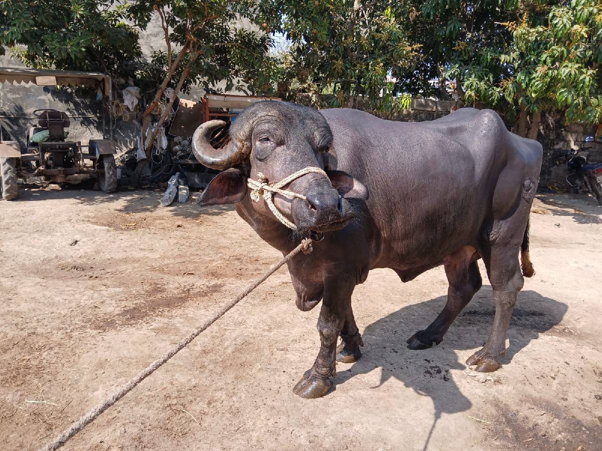 નવ મયનના ગાભણી