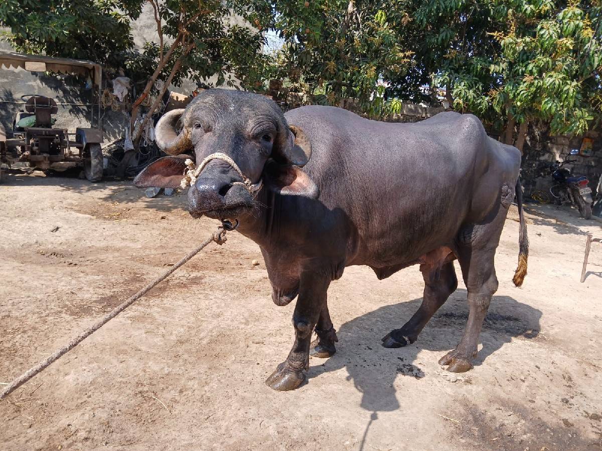 નવ મયનના ગાભણી
