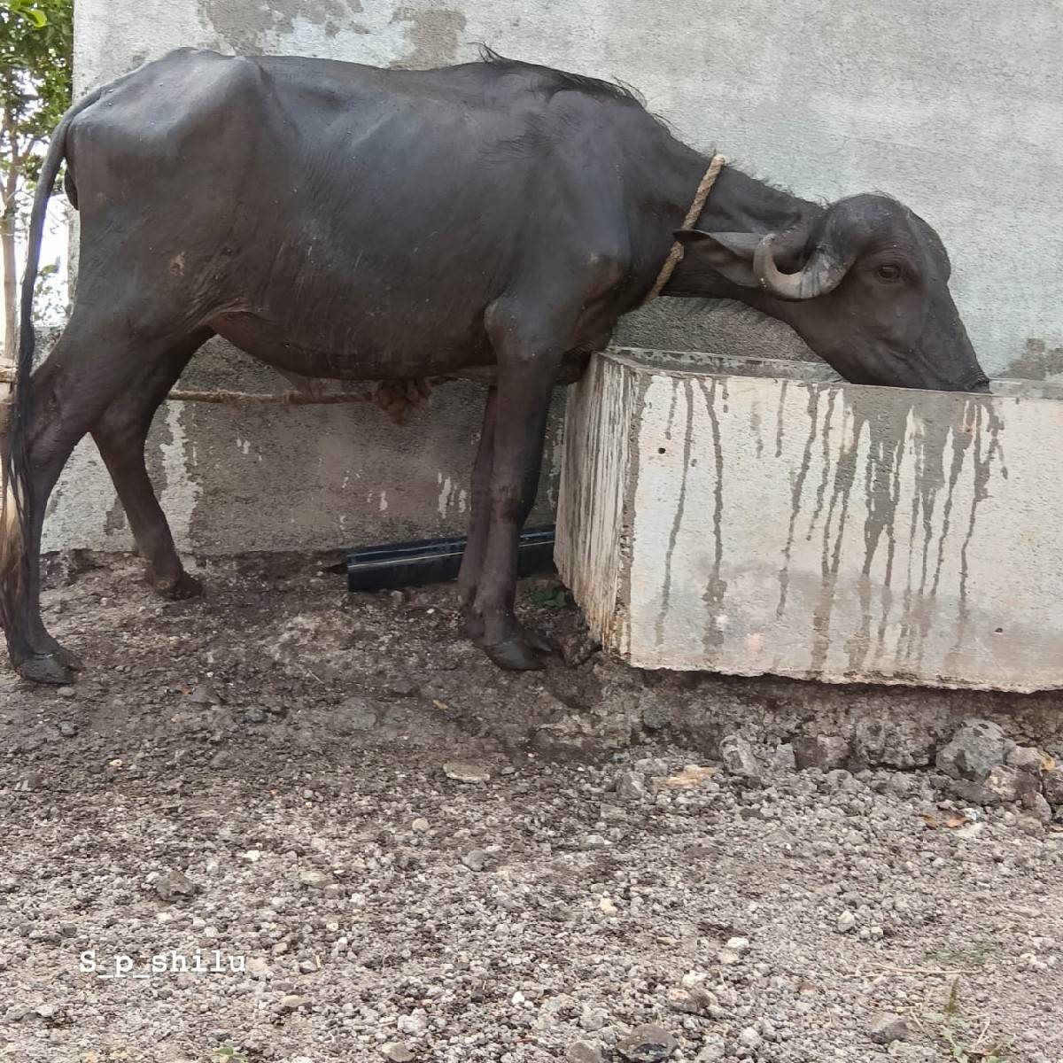 આ પાડી વેચવાની છે