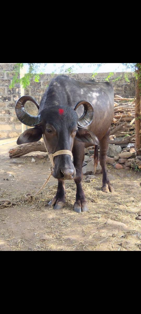 ખળેલી વેચવાની છે