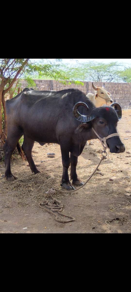 ખળેલી વેચવાની છે