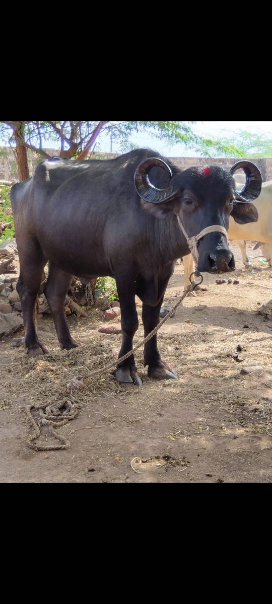 ખળેલી વેચવાની છે