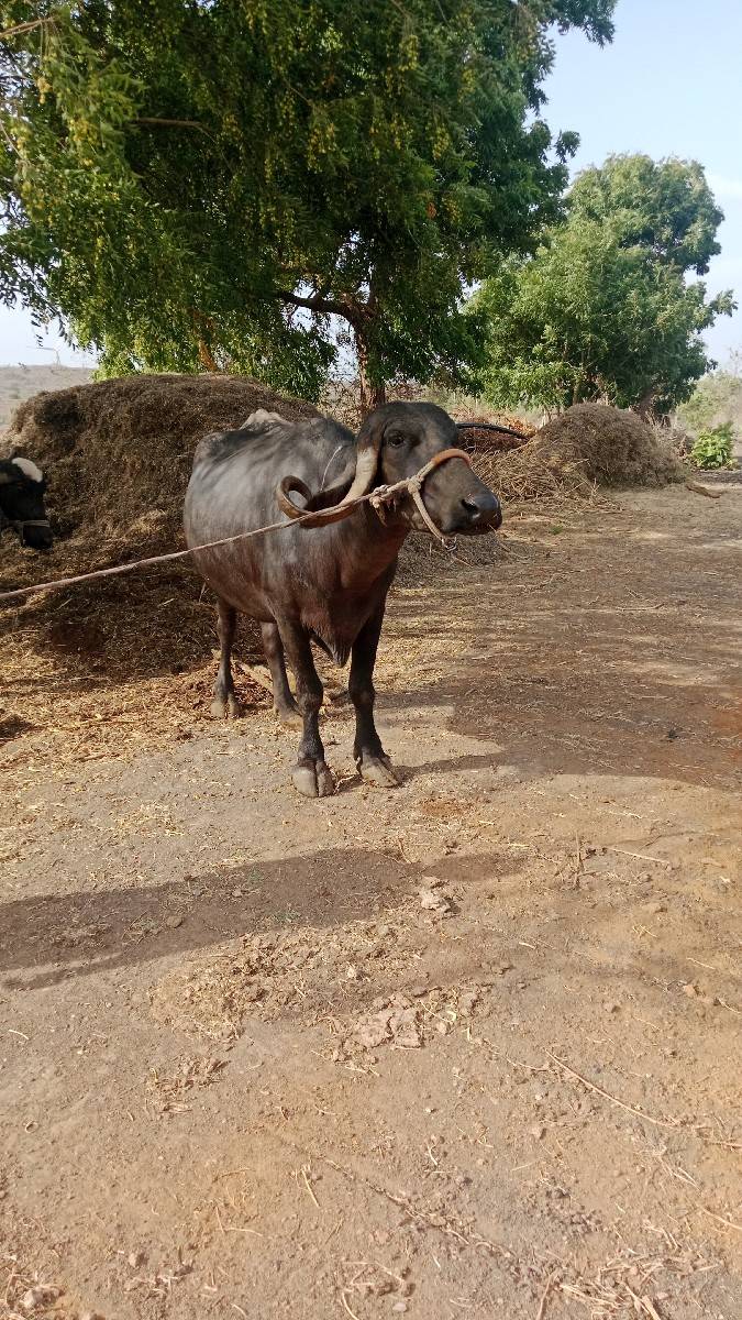ભેસ વેચવાની છે બીજુ વેતર  નવ મહ