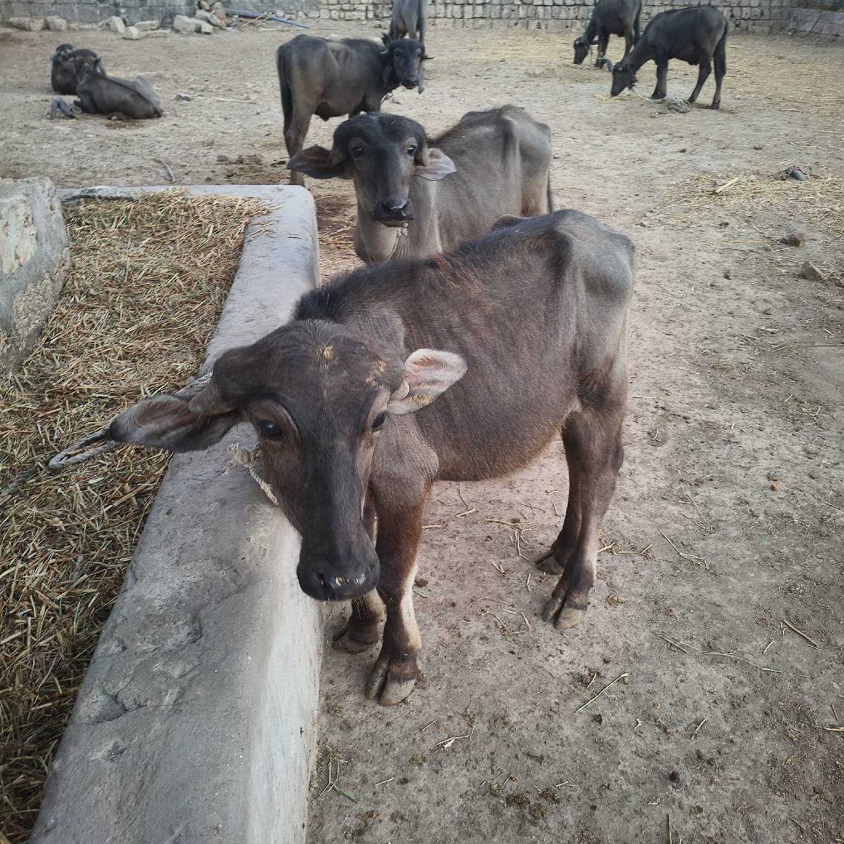2 પાડા વેચવાના છે