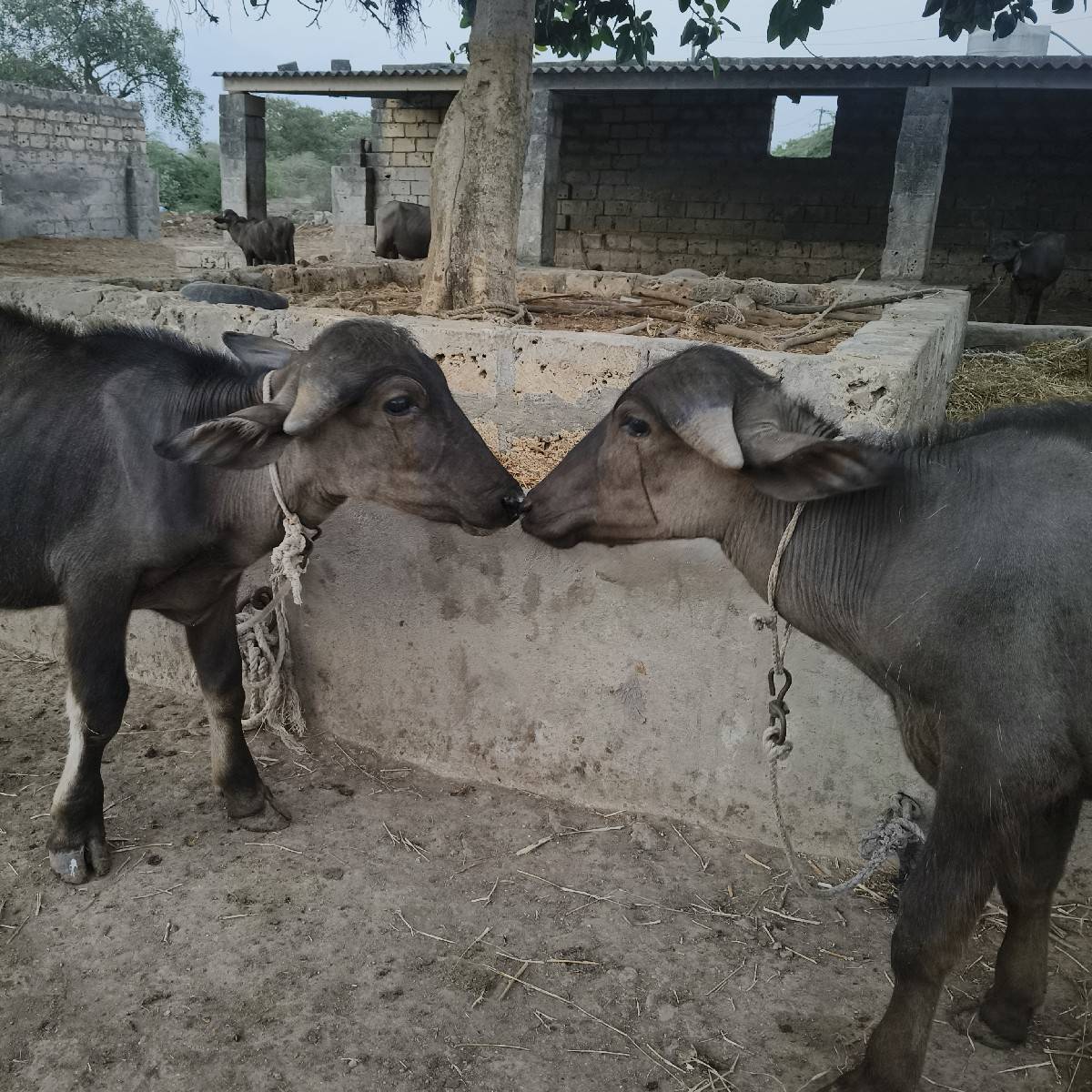 2 પાડા વેચવાના છે