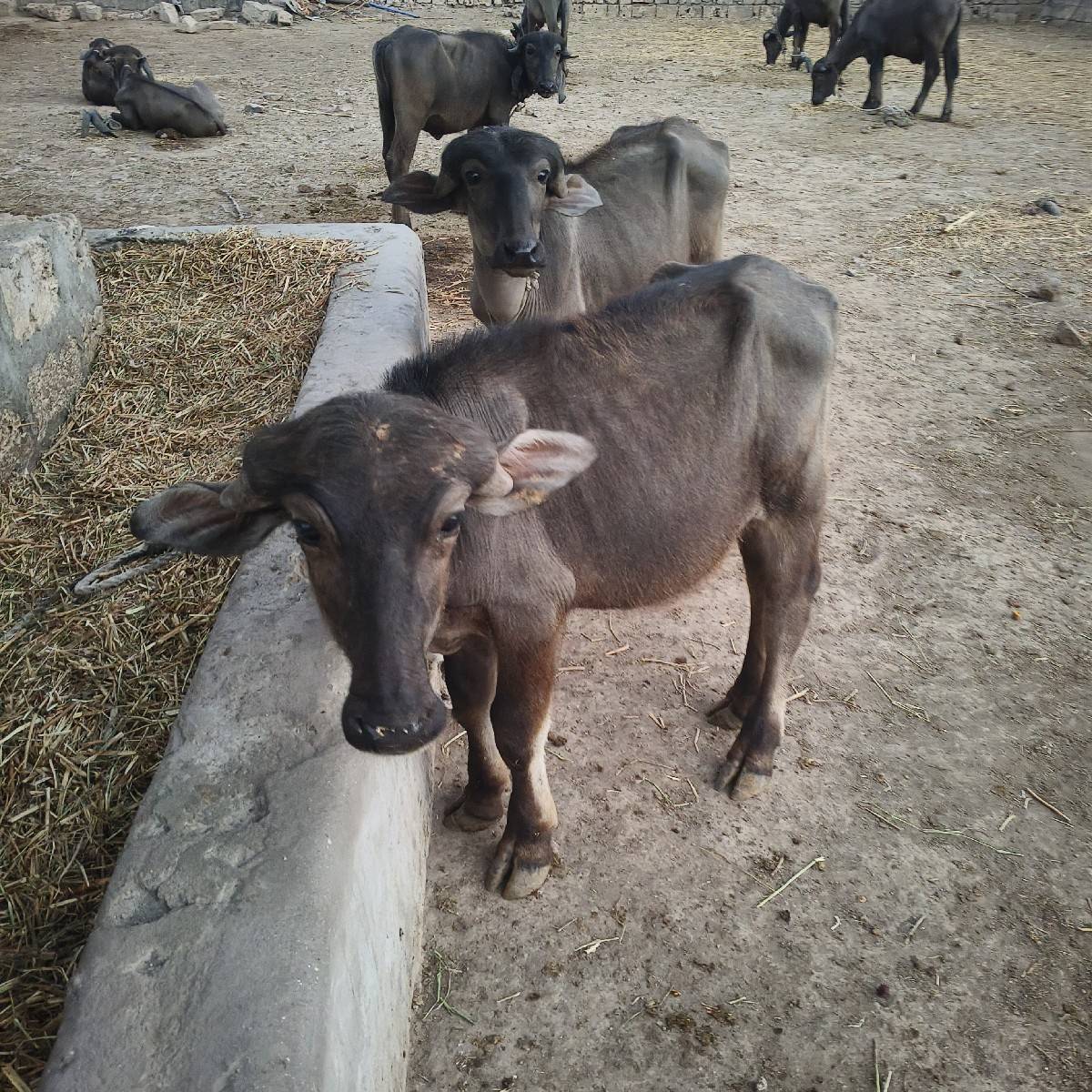2 પાડા વેચવાના છે