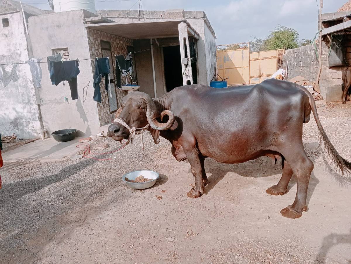 જાફરાબાદી ભેંસ