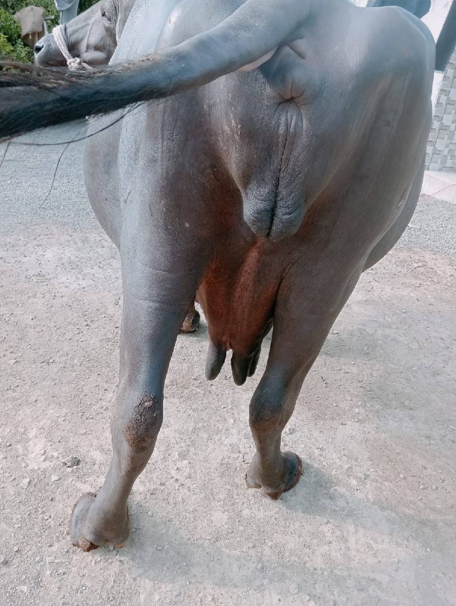 જાફરાબાદી ભેંસ