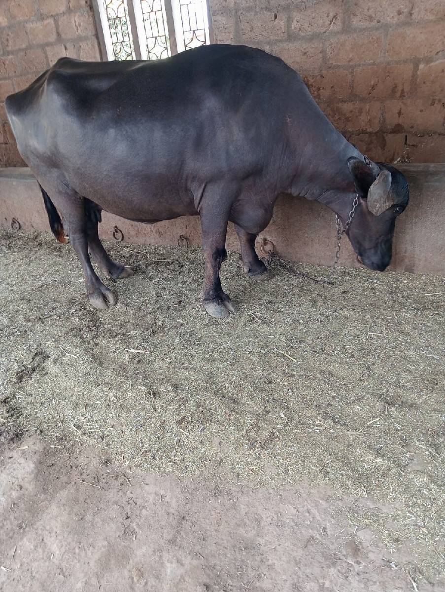 ખળેલી વેચવાની છે