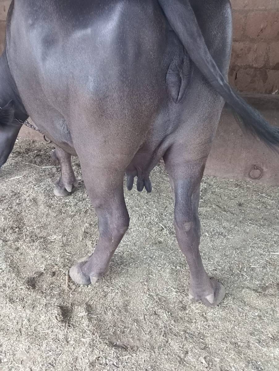 ખળેલી વેચવાની છે