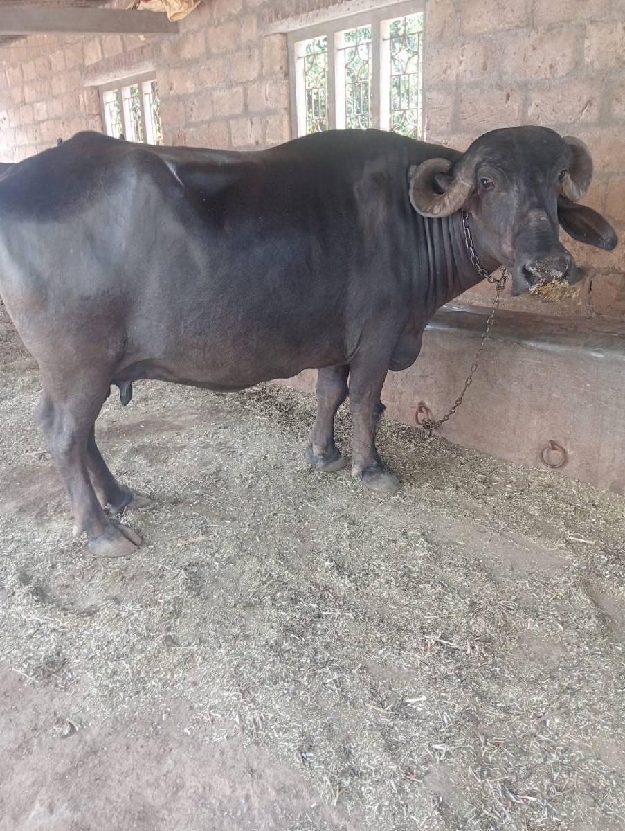ખળેલી વેચવાની છે