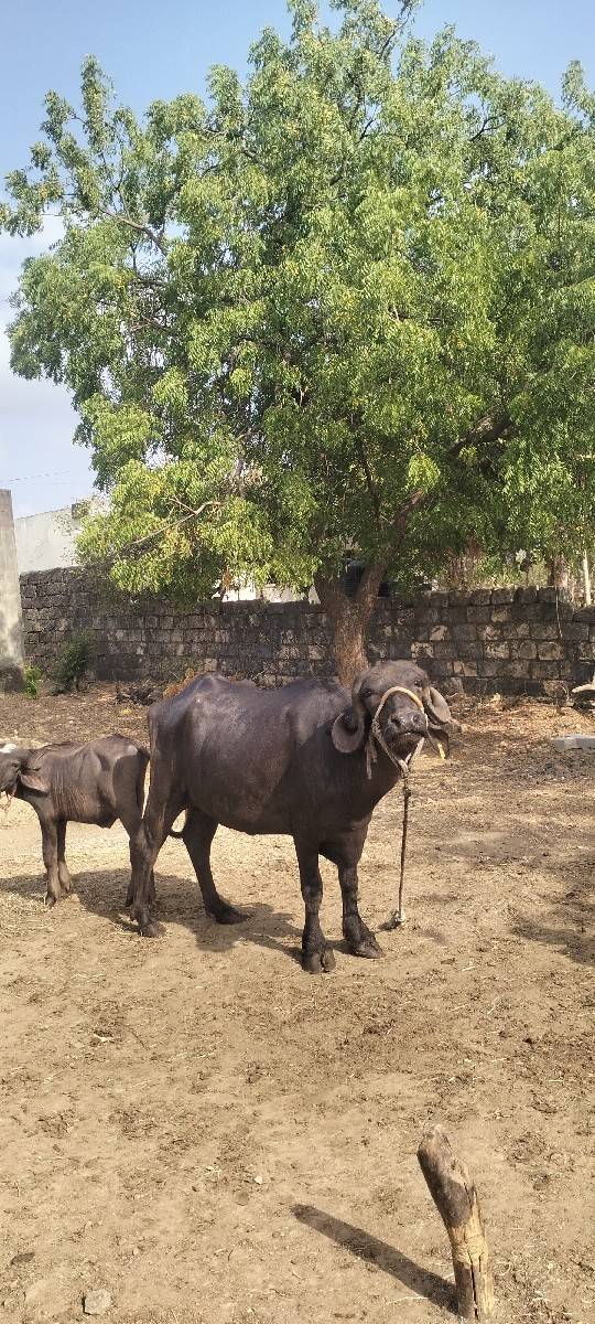 પેલા વેતર ની ખડેલી વેચવાની છે