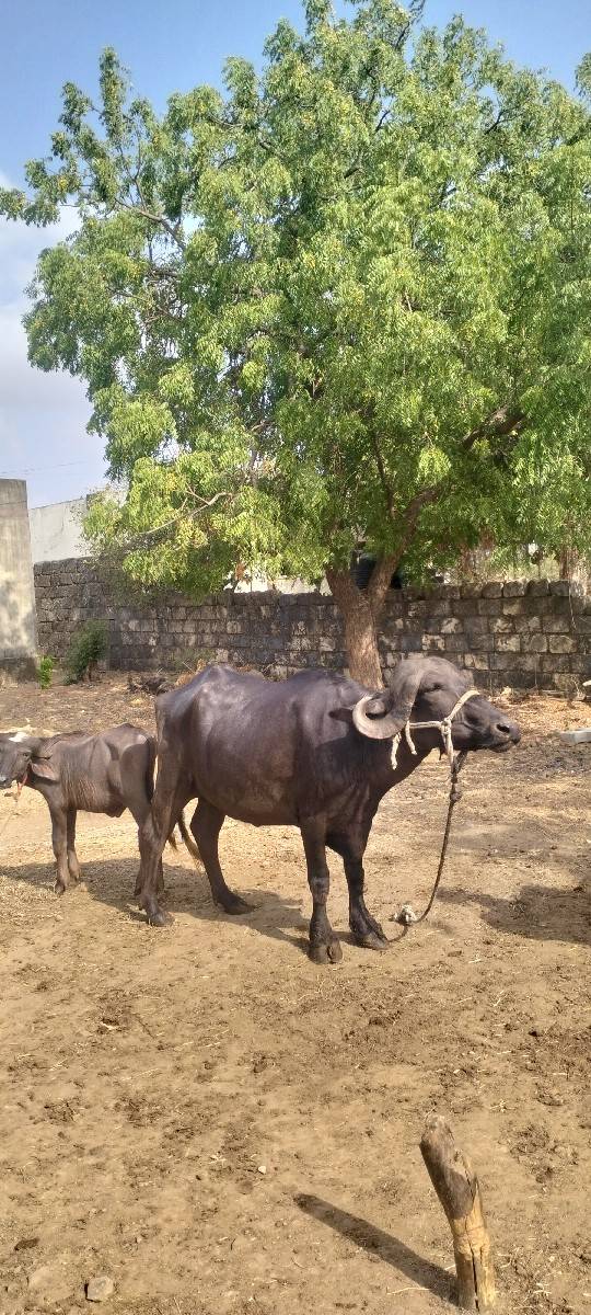 પેલા વેતર ની ખડેલી વેચવાની છે
