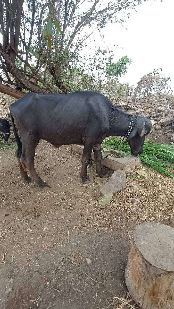 ખળેલી વેચવાની છે