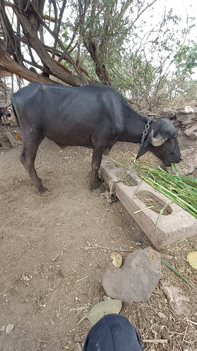ખળેલી વેચવાની છે