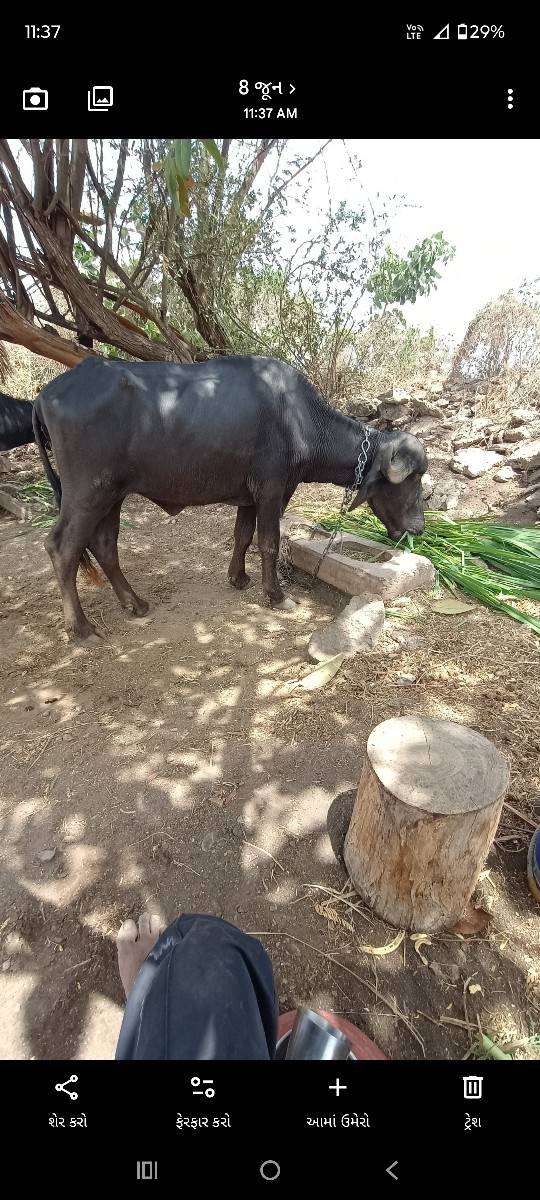 ખળેલી વેચવાની છે
