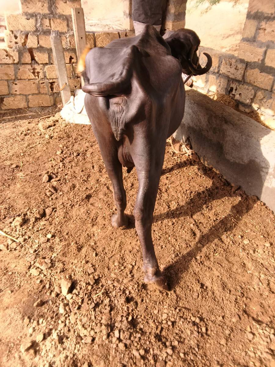 ભેંસ વેચવાની છે