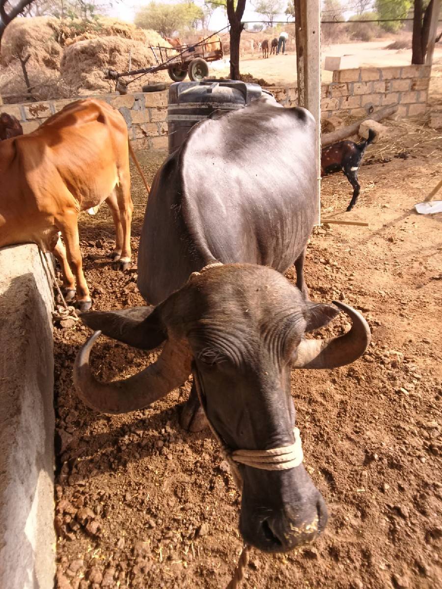 ભેંસ વેચવાની છે