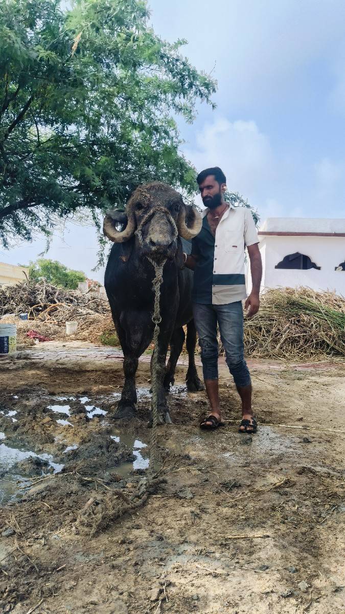 ભેંસ વેચવાની છે