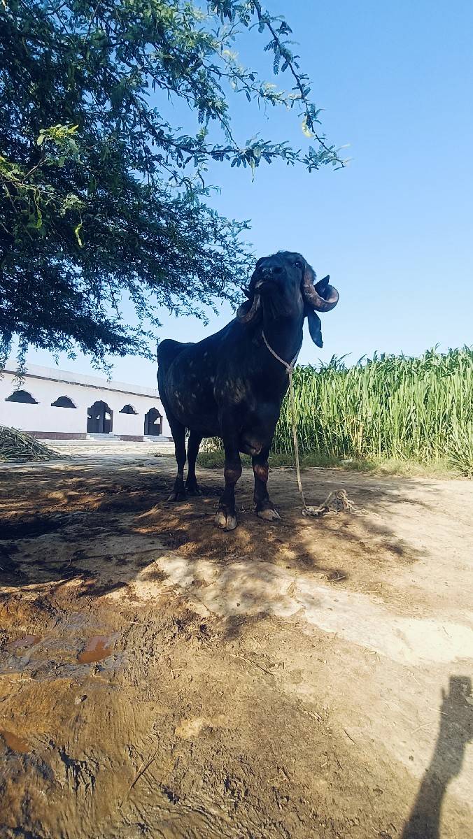ભેંસ વેચવાની છે