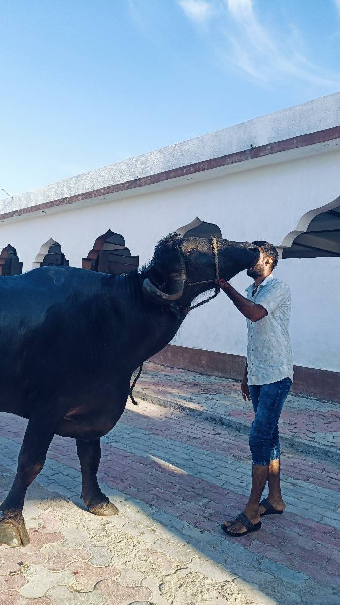 ભેંસ વેચવાની છે