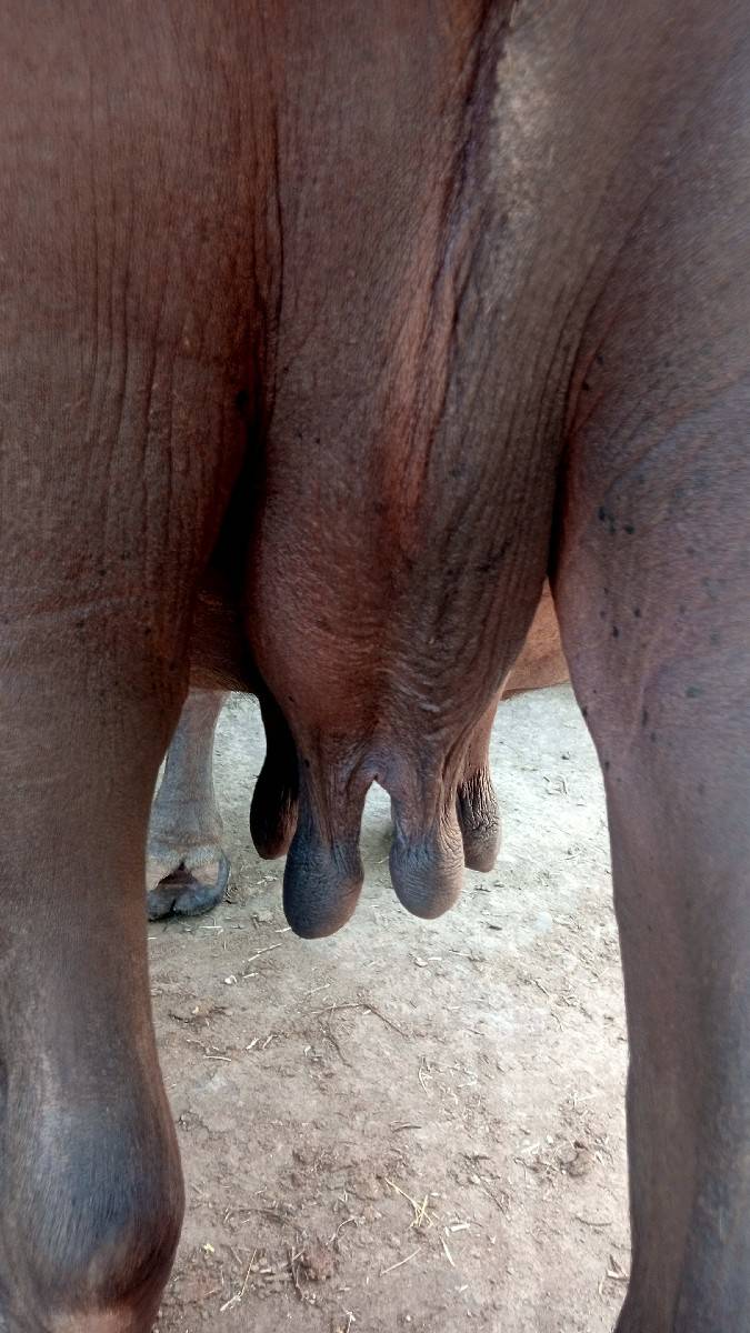 ભેંસ વેચવાની છે