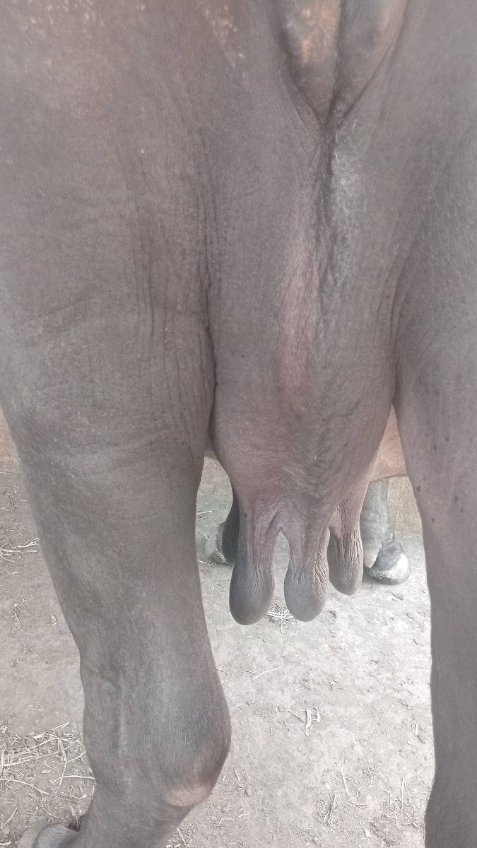 ભેંસ વેચવાની છે