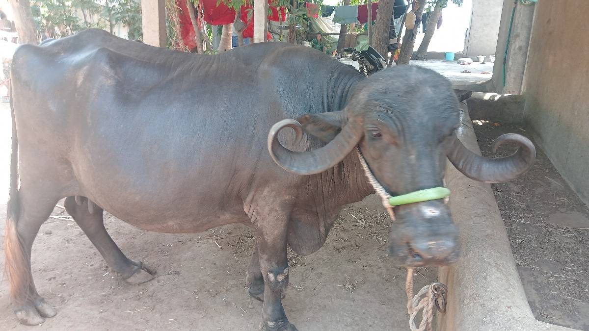 ભેંસ વેચવાની છે