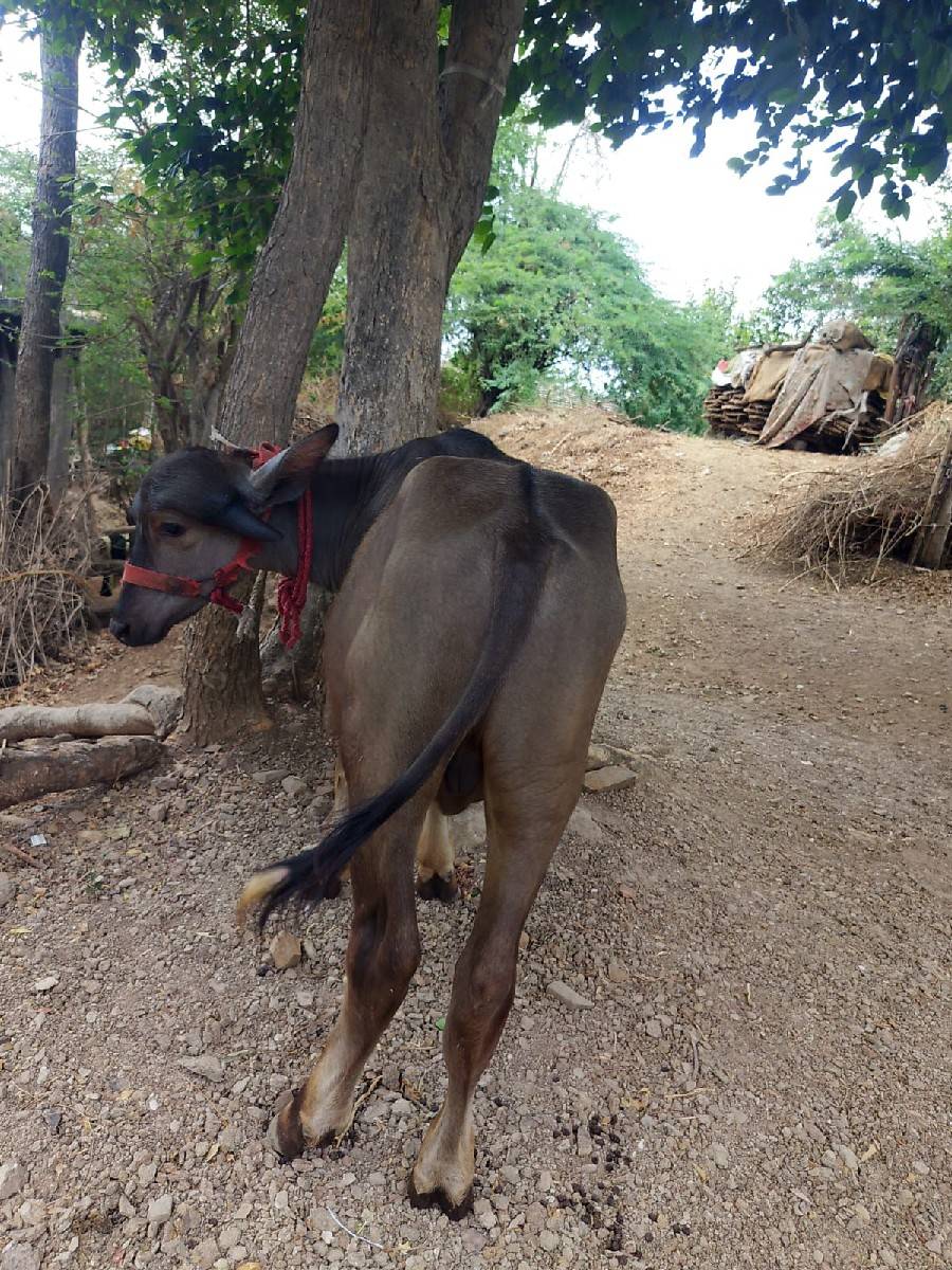 બે પાડા વેચવાના છે