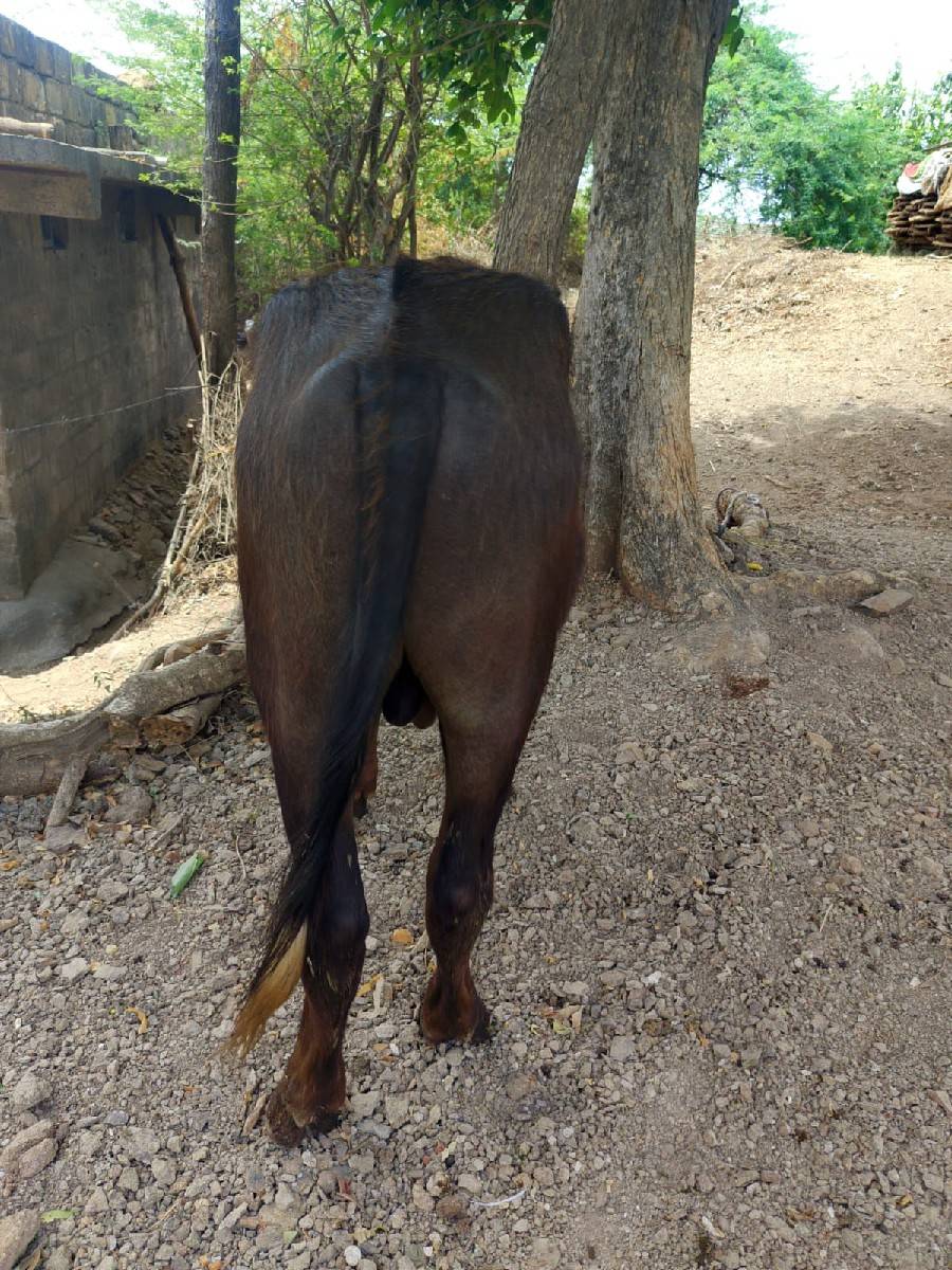 બે પાડા વેચવાના છે