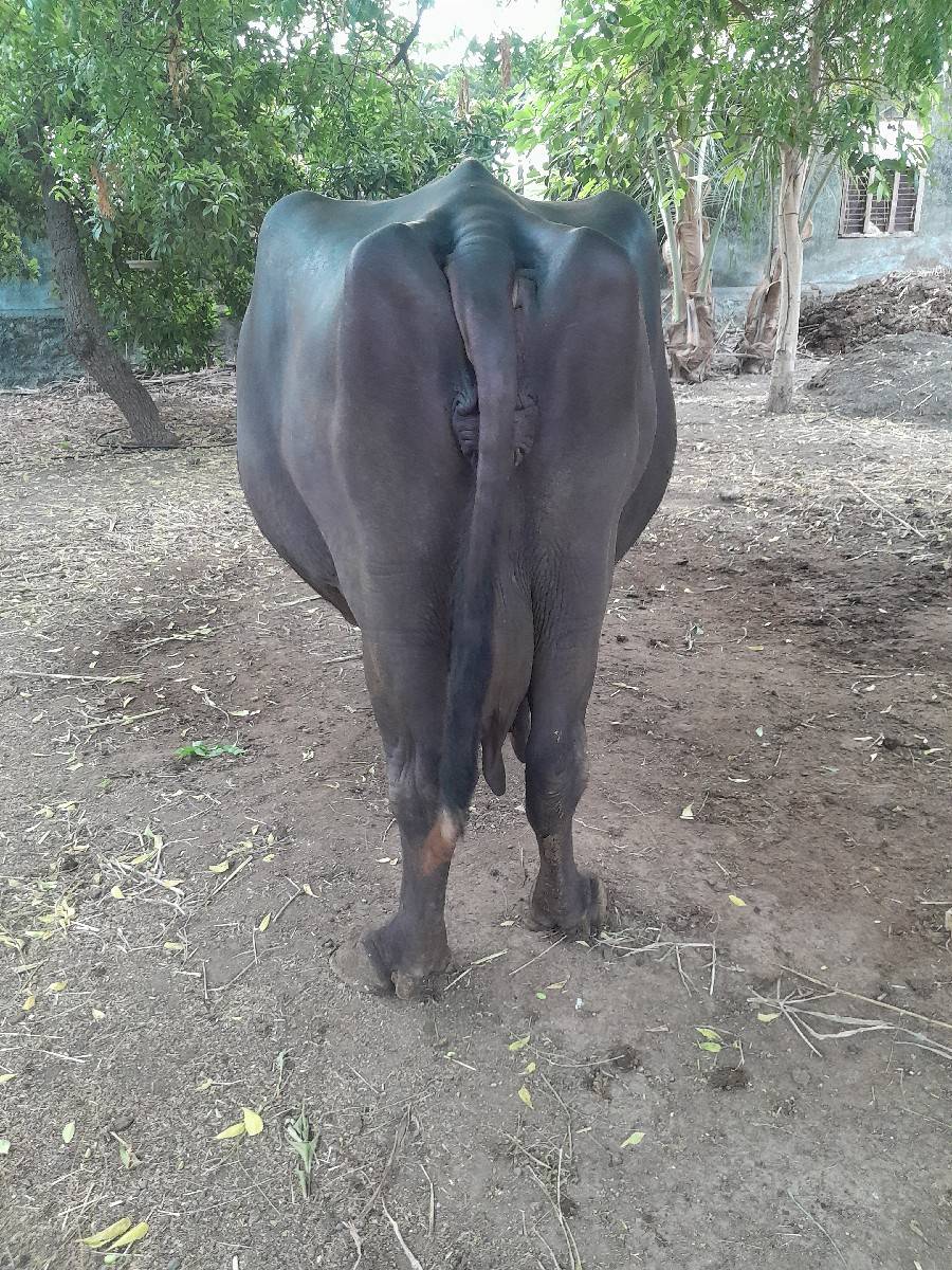આ ભેસ વેચવા ની છે