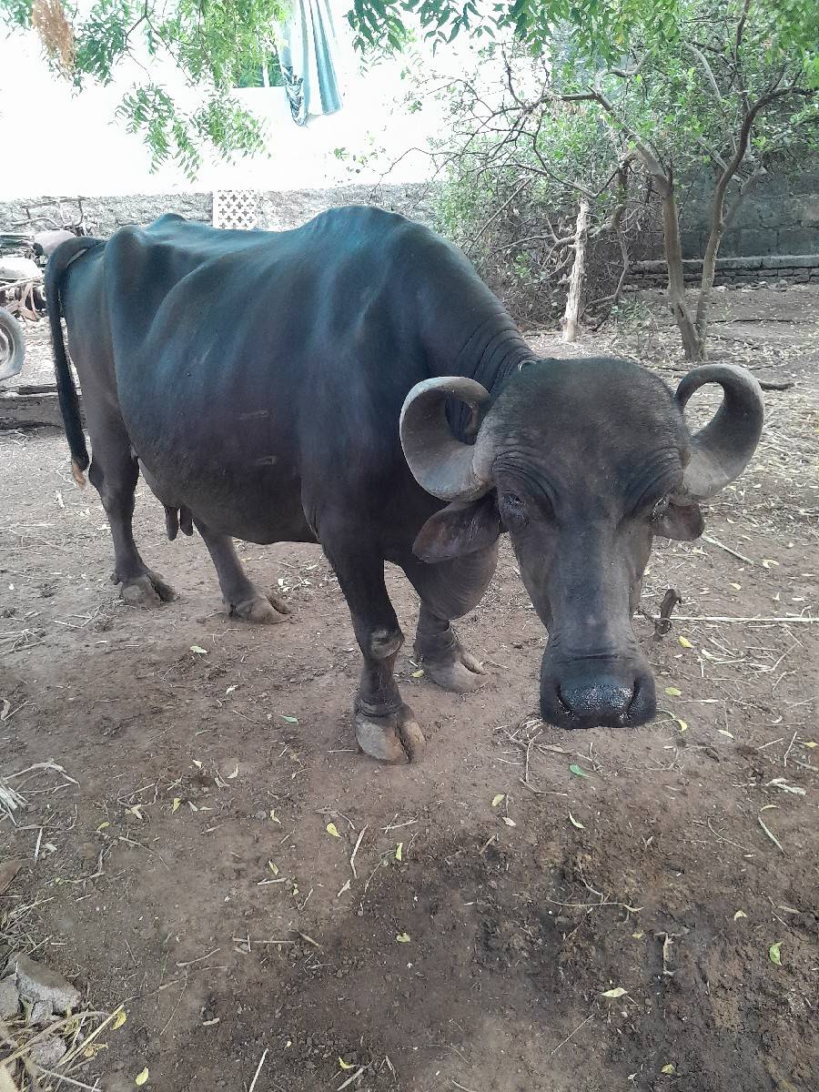 આ ભેસ વેચવા ની છે