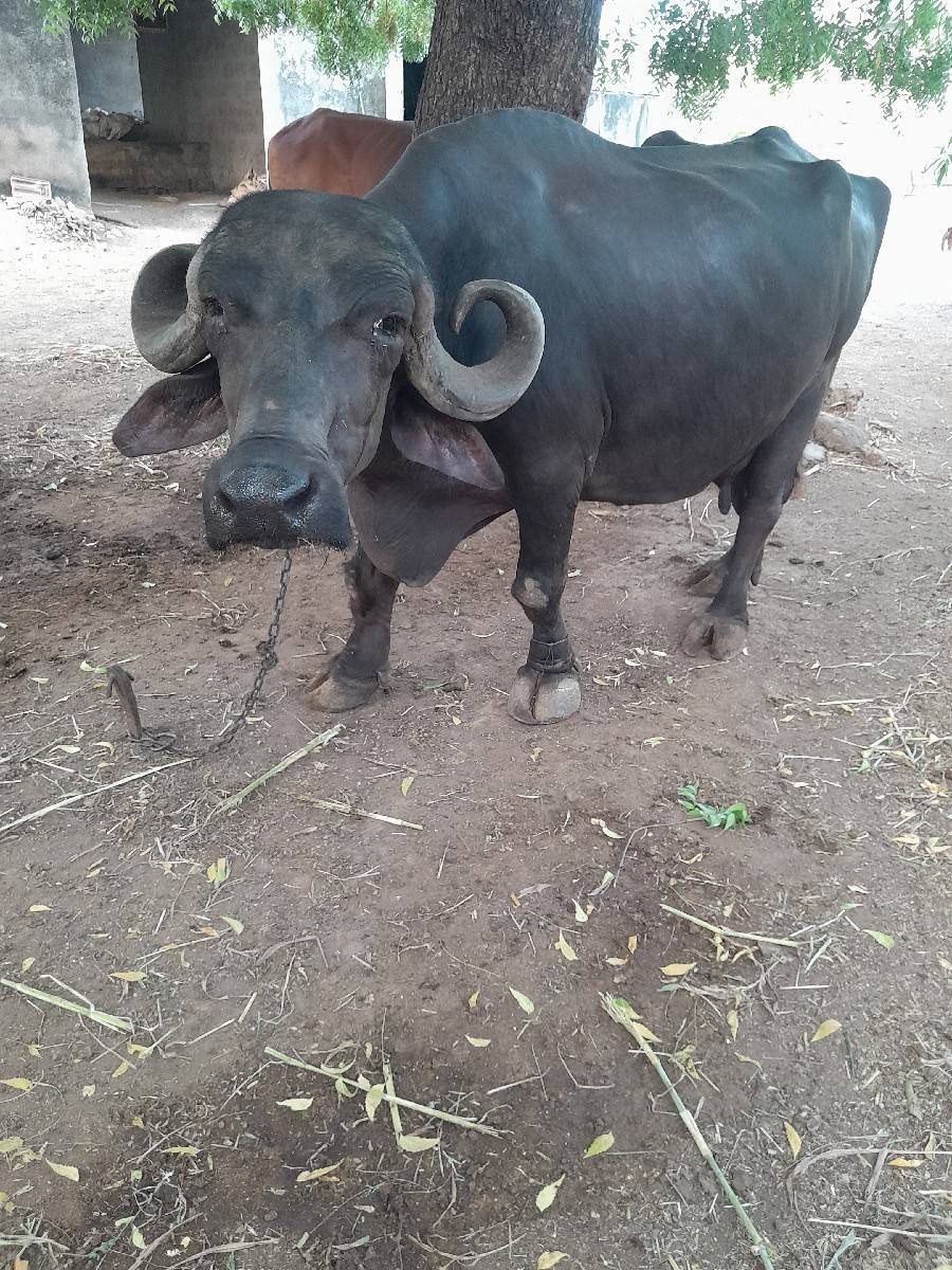 આ ભેસ વેચવા ની છે