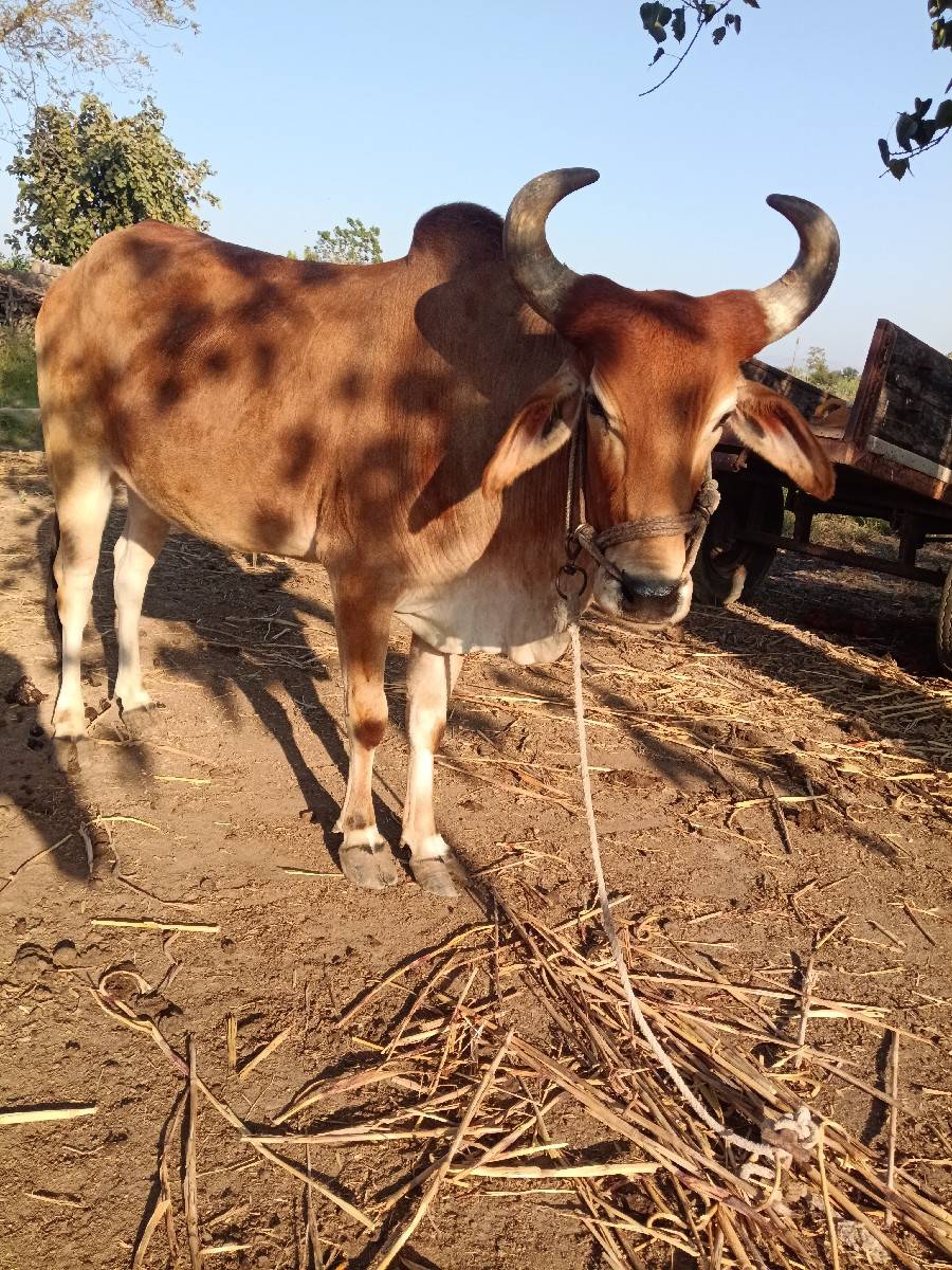 બળદ સાટે ખડેલી હો તો