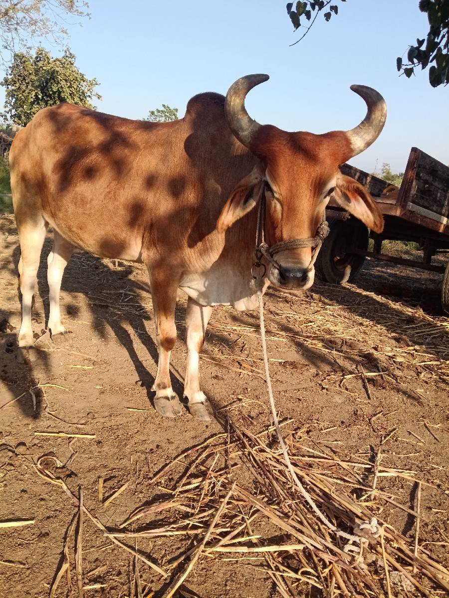 બળદ સાટે ખડેલી હો તો