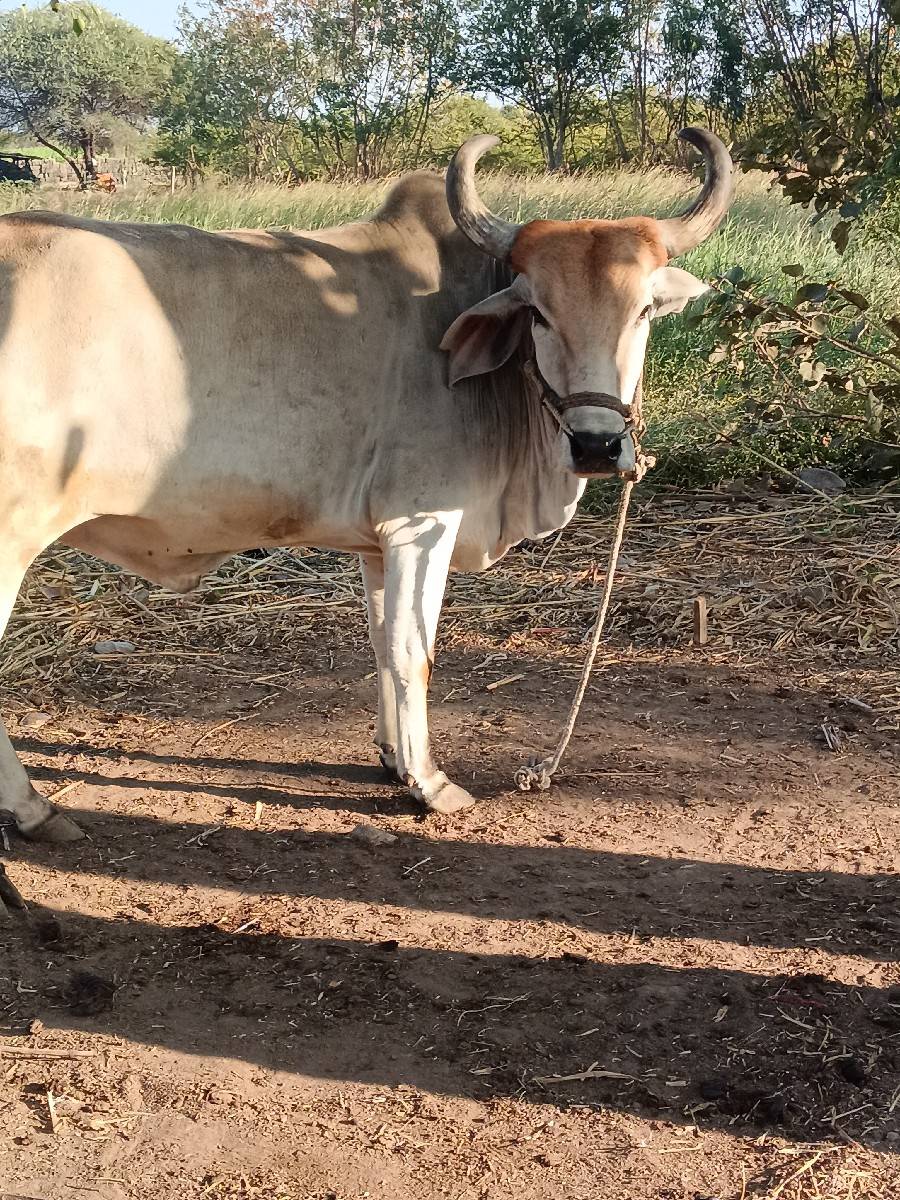 બળદ સાટે ખડેલી હો તો