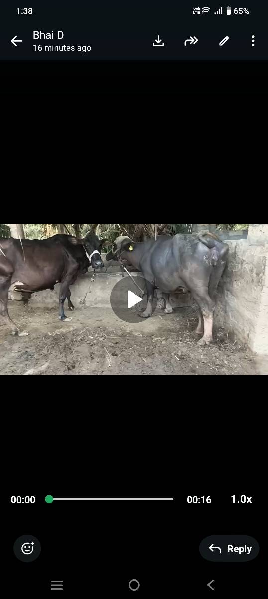 ભેંસ વેચવાની છે