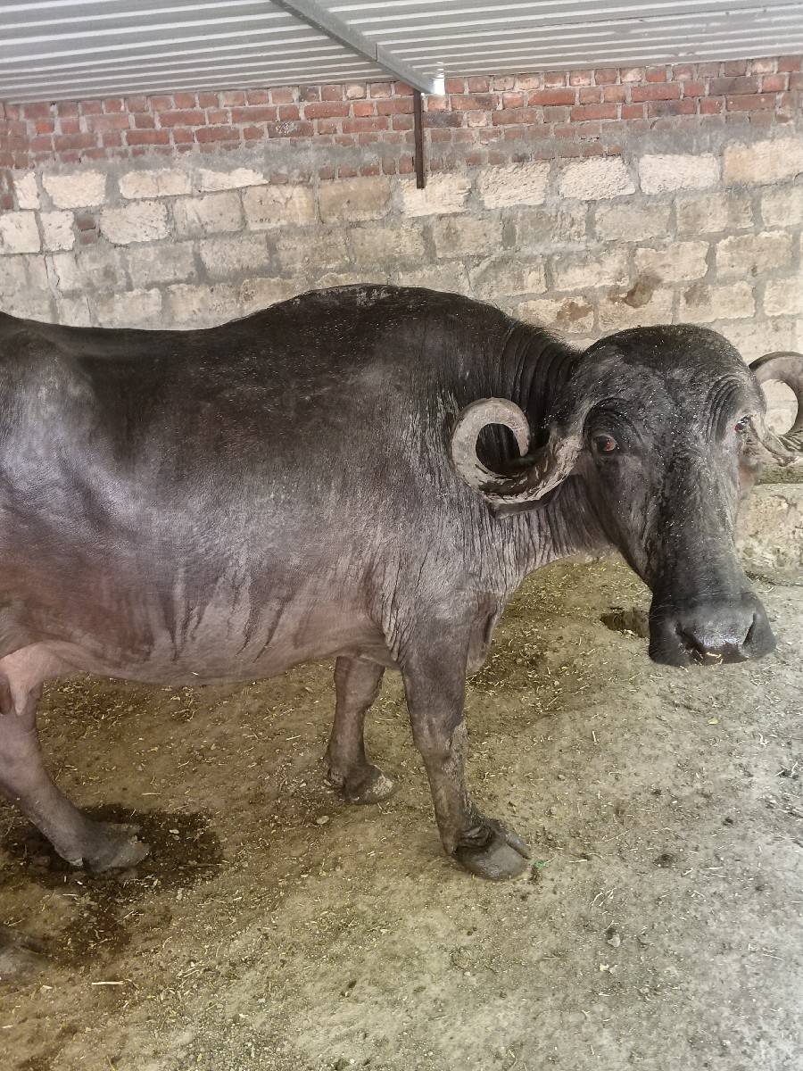 ભેંસ વેચવાની છે