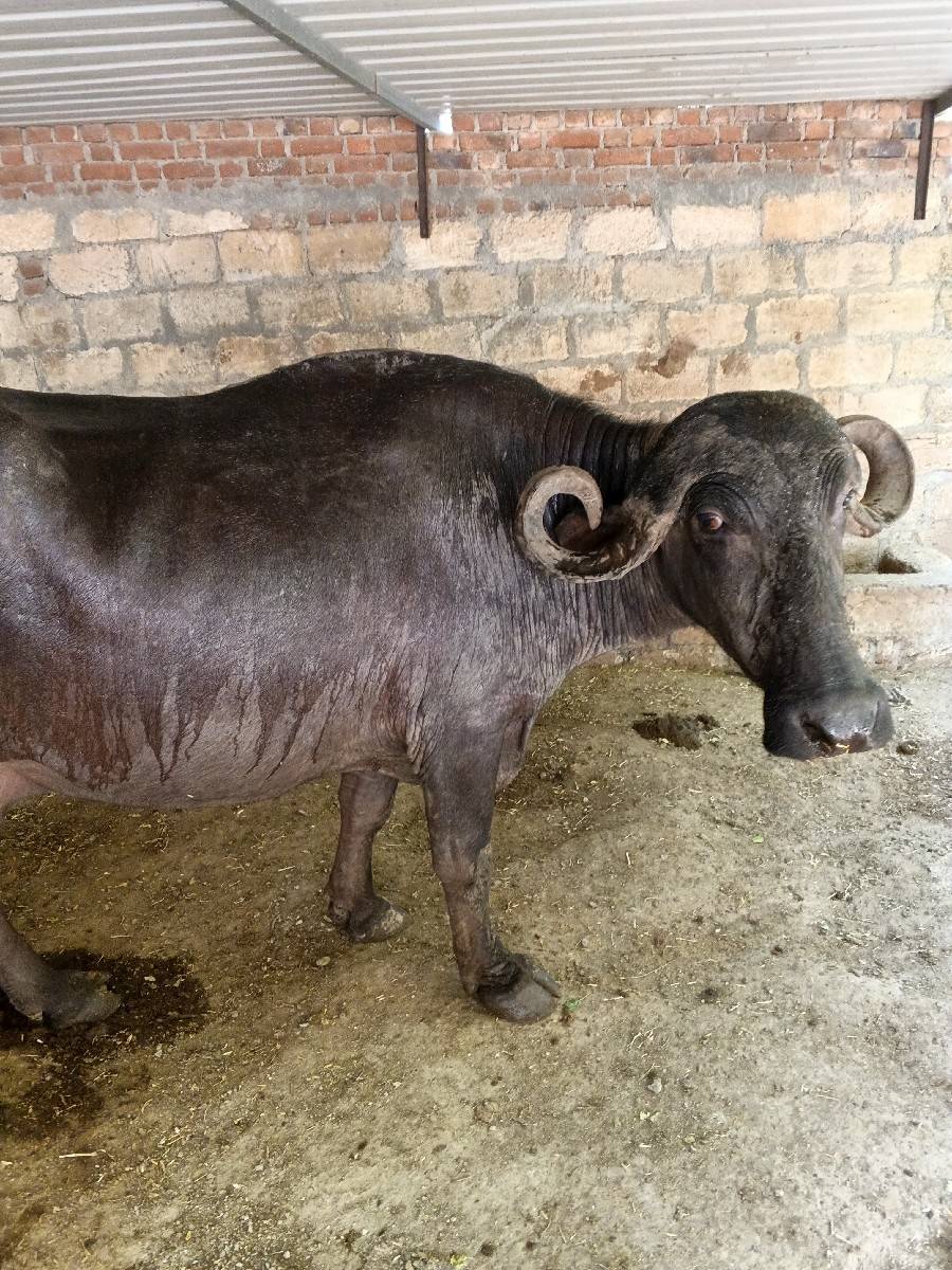 ભેંસ વેચવાની છે