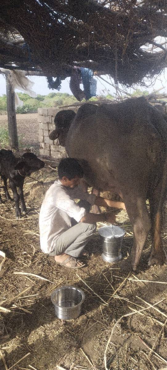 ભેંસ વેચવાની છે