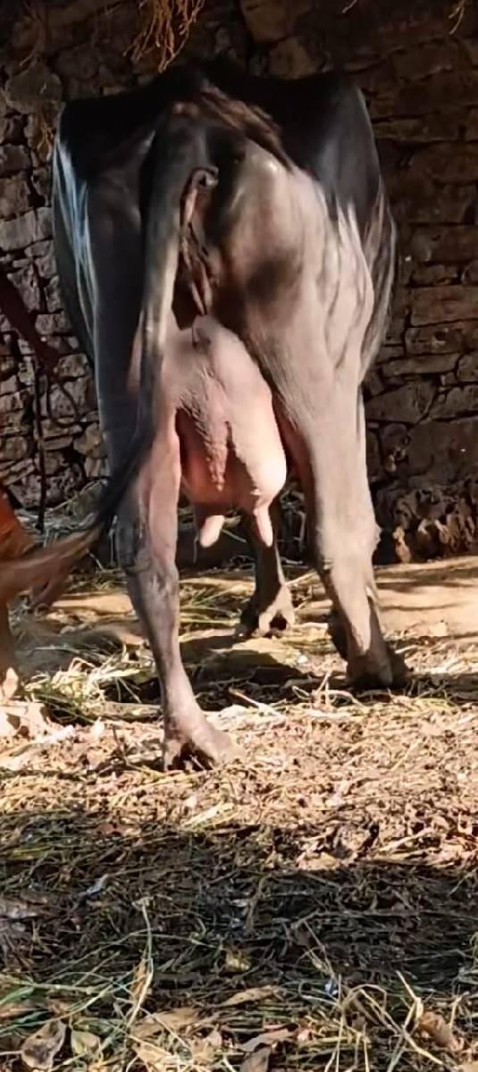 ભેંસ વેચવાની છે